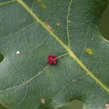 Attēlu rezultāti vaicājumam “Neuroterus albipes”