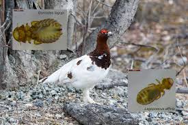 Image result for Lagopus lagopus