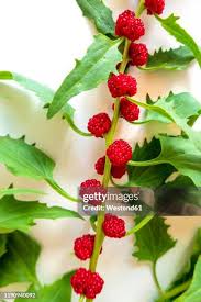 Image result for chenopodium foliosum