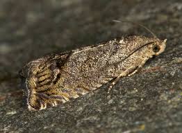 Attēlu rezultāti vaicājumam “Cydia splendana”