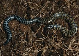 Attēlu rezultāti vaicājumam “Lycogala asperum young”