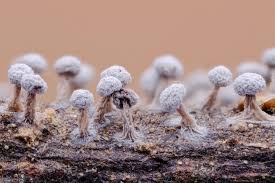 Attēlu rezultāti vaicājumam “Didymium verrucisporum macro”