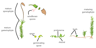 Attēlu rezultāti vaicājumam “sporophyte”