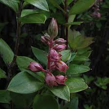 Attēlu rezultāti vaicājumam “Ericaceae”