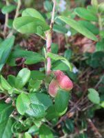 Attēlu rezultāti vaicājumam “Exobasidium vaccinii”