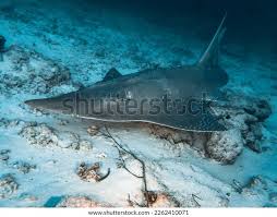 Image result for Rhynchobatus djiddensis