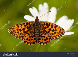 Attēlu rezultāti vaicājumam “Clossiana euphrosyne”