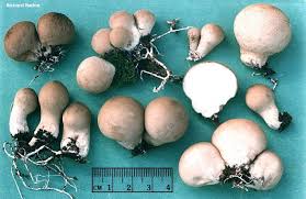 Attēlu rezultāti vaicājumam “Lycoperdon pyriforme young”