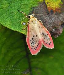 Attēlu rezultāti vaicājumam “Miltochrista miniata”