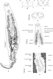 Image result for Diplodus capensis