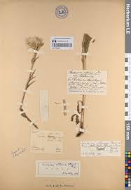 Attēlu rezultāti vaicājumam “Saussurea esthonica flower”