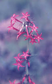 Attēlu rezultāti vaicājumam “Rosa glabrifolia”