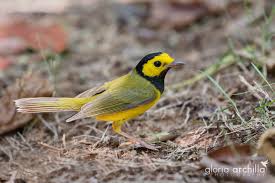 Image result for Wilsonia citrina