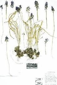 Attēlu rezultāti vaicājumam “Muscari botryoides leaf”