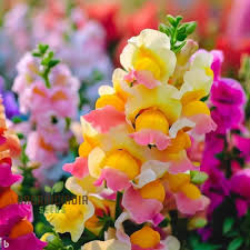 Image result for Antirrhinum majus maximum