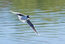 Attēlu rezultāti vaicājumam “Larus minutus adult”