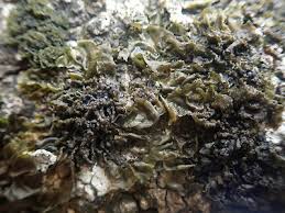 Attēlu rezultāti vaicājumam “Collema”