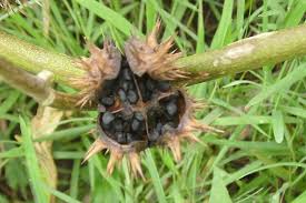 Attēlu rezultāti vaicājumam “Datura stramonium fruit”