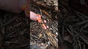 Attēlu rezultāti vaicājumam “Lycogala cf. fossiculatum young”