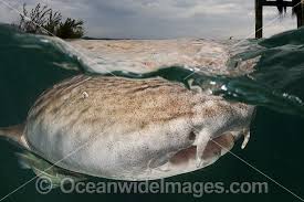 Image result for Ginglymostoma unami