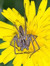 Attēlu rezultāti vaicājumam “Pisaura mirabilis cocoon”