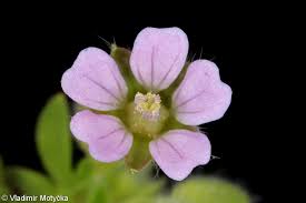 Attēlu rezultāti vaicājumam “Geranium pusillum flower”