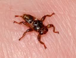 Attēlu rezultāti vaicājumam “Lipoptena cervi”