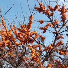 Attēlu rezultāti vaicājumam “Hippophae rhamnoides female flower”