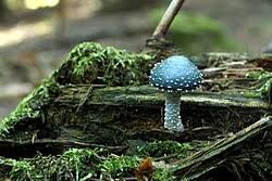 Attēlu rezultāti vaicājumam “Stropharia albocrenulata”