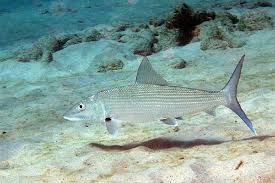 Image result for Albula vulpes