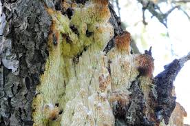 Attēlu rezultāti vaicājumam “Sarcodontia crocea”