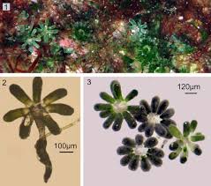 Attēlu rezultāti vaicājumam “Diachea dictyospora (syn. Craterium dictyosporum) young”