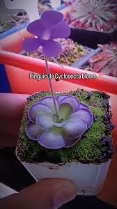 Attēlu rezultāti vaicājumam “Pinguicula alpina flower”