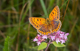 Attēlu rezultāti vaicājumam “Lycaena dispar female”