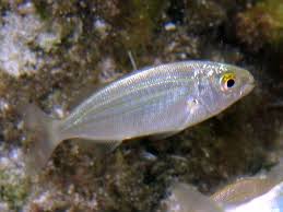 Image result for Sarpa salpa