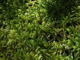 Attēlu rezultāti vaicājumam “Pleurozium schreberi sporophyte”