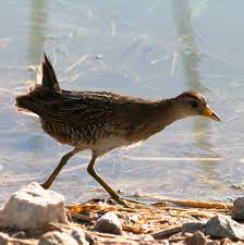 Image result for Porzana carolina