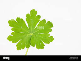 Attēlu rezultāti vaicājumam “Geranium sanguineum leaf”