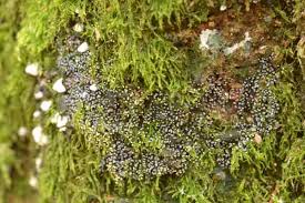 Attēlu rezultāti vaicājumam “Didymium squamulosum”