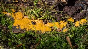 Attēlu rezultāti vaicājumam “Trichia scabra”