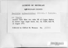 Attēlu rezultāti vaicājumam “Biatora sphaeroides”