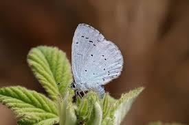 Attēlu rezultāti vaicājumam “Celastrina argiolus underside”