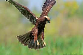 Attēlu rezultāti vaicājumam “Circus aeruginosus”