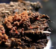 Attēlu rezultāti vaicājumam “Metatrichia vesparia spores”