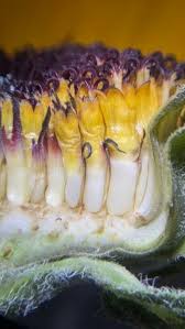 Attēlu rezultāti vaicājumam “Helianthus annuus fruit”