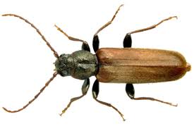 Attēlu rezultāti vaicājumam “Tetropium fuscum”