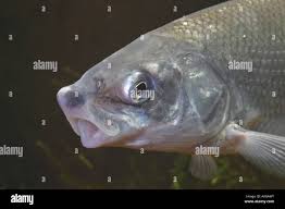 Image result for Coregonus lavaretus oxyrinchus