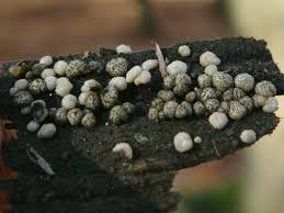 Attēlu rezultāti vaicājumam “Diderma cinereum macro”