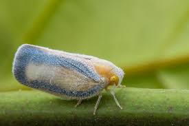 Attēlu rezultāti vaicājumam “Cicadellidae”