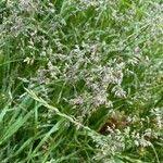 Attēlu rezultāti vaicājumam “Poa pratensis fruit”